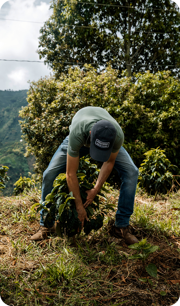 Man harvesting coffee beans from a lush green bush