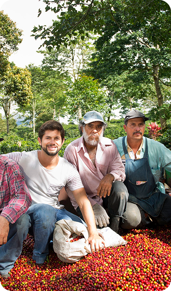 Three coffee farmers sitting with a large pile of red coffee cherries